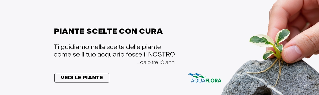 Piante per acquario in vendita su ibrio.it